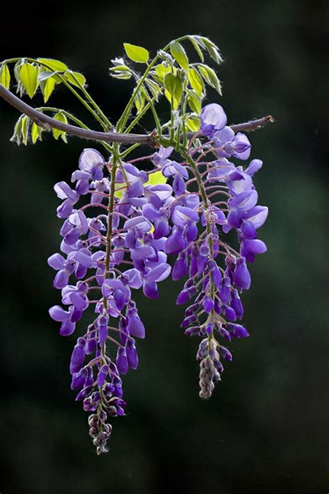 藤蔓植物種類|有哪些典型的「藤蔓植物」？它们的生长习性 ...